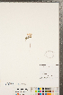  ( - CCDB-23122-H12)  @11 [ ] Copyright (2015) Deb Metsger Royal Ontario Museum