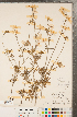  ( - CCDB-23122-C12)  @11 [ ] Copyright (2015) Deb Metsger Royal Ontario Museum