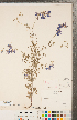  ( - CCDB-23122-B12)  @11 [ ] Copyright (2015) Deb Metsger Royal Ontario Museum