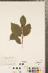  ( - CCDB-23324-H06)  @11 [ ] Copyright (2015) Deb Metsger Royal Ontario Museum