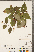  ( - CCDB-23324-G06)  @11 [ ] Copyright (2015) Deb Metsger Royal Ontario Museum