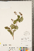  ( - CCDB-23324-F06)  @11 [ ] Copyright (2015) Deb Metsger Royal Ontario Museum