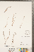  ( - CCDB-23324-H11)  @11 [ ] Copyright (2015) Deb Metsger Royal Ontario Museum
