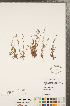  ( - CCDB-23324-F11)  @11 [ ] Copyright (2015) Deb Metsger Royal Ontario Museum