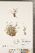  ( - CCDB-23324-E11)  @11 [ ] Copyright (2015) Deb Metsger Royal Ontario Museum
