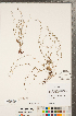  ( - CCDB-23324-D11)  @11 [ ] Copyright (2015) Deb Metsger Royal Ontario Museum
