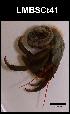  ( - LMBSCt15-001)  @13 [ ] Unspecified (default): All Rights Reserved  Unspecified Unspecified