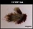  (Clibanarius erythropus - LMBSCt15-004)  @14 [ ] Unspecified (default): All Rights Reserved  Unspecified Unspecified