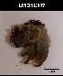  ( - LMBSCt15-007)  @13 [ ] Unspecified (default): All Rights Reserved  Unspecified Unspecified