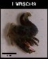  ( - LMBSCt15-009)  @11 [ ] Unspecified (default): All Rights Reserved  Unspecified Unspecified