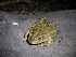  (Rhinella arenarum - CREG ECOMOLG-879)  @14 [ ] Copyright (2010) Unspecified CREG