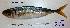  (Trachurus mediterraneus - MLFPI180)  @12 [ ] Unspecified (default): All Rights Reserved  Unspecified Unspecified