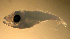  (Lampanyctus nobilis - MFL1236)  @13 [ ] Unspecified (default): All Rights Reserved  Unspecified Unspecified