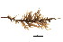  ( - 521806V04)  @13 [ ] CreativeCommons - Attribution (2011) CBG Photography Group Centre for Biodiversity Genomics