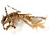  (Membraniporidae - 520003V04)  @15 [ ] CreativeCommons - Attribution (2011) CBG Photography Group Centre for Biodiversity Genomics