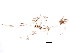  (Vesiculariidae - 612306V04.1)  @13 [ ] CreativeCommons - Attribution (2011) CBG Photography Group Centre for Biodiversity Genomics