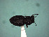  (Hyphantus - MLPCU0538)  @11 [ ] Unspecified (default): All Rights Reserved  Unspecified Unspecified