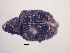  (ConoderinaeGEN sp. AL1 - MLPCU0231)  @11 [ ] Unspecified (default): All Rights Reserved  Unspecified Unspecified