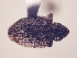  (CryptorhynchiniGEN sp. AL7 - MLPCU0446)  @11 [ ] Unspecified (default): All Rights Reserved  Unspecified Unspecified