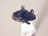  (CryptorhynchiniGEN - MLPCU0447)  @11 [ ] Unspecified (default): All Rights Reserved  Unspecified Unspecified