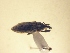  (Lixus sp. AL2 - MLPCU0167)  @11 [ ] Unspecified (default): All Rights Reserved  Unspecified Unspecified