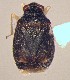  (Cyrtocapsus femoralis - ME364)  @11 [ ] No Rights Reserved (2018) Eugenia Minghetti Museo de La Plata