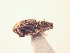  (Promecops sp. GD2 - MLPCU0013)  @11 [ ] Unspecified (default): All Rights Reserved  Unspecified Unspecified