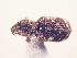  (Promecops sp. GD1 - MLPCU0017)  @11 [ ] Unspecified (default): All Rights Reserved  Unspecified Unspecified