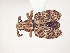  (Platyomus - MLPCU0092)  @13 [ ] Unspecified (default): All Rights Reserved  Unspecified Unspecified