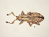  (Platyomus sp. GD2 - MLPCU0019)  @11 [ ] Unspecified (default): All Rights Reserved  Unspecified Unspecified