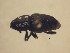  (Sphenophorus mimelus - MLPCU0302)  @11 [ ] Unspecified (default): All Rights Reserved  Unspecified Unspecified