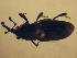  (Sphenophorus sp. AL1 - MLPCU0251)  @11 [ ] Unspecified (default): All Rights Reserved  Unspecified Unspecified