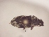  (Wagneriella lineata - MLPCU0324)  @11 [ ] Unspecified (default): All Rights Reserved  Unspecified Unspecified