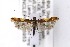  (Caloptilia kurokoi - CNCLEP00146953)  @13 [ ] CreativeCommons - Attribution Non-Commercial Share-Alike (2016) Jean-Francois Landry Canadian National Collection