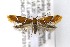  (Promalactis pulchra - CNCLEP00147031)  @14 [ ] CreativeCommons - Attribution Non-Commercial Share-Alike (2016) Jean-Francois Landry Canadian National Collection