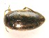  (Graptodytes varius - IBSAS-MLT_C030)  @11 [ ] CreativeCommons  Attribution Non-Commercial Share-Alike (2020) Unspecified Slovak Academy of Sciences, Plant Science and Biodiversity Centre