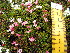  ( - MLTV06)  @11 [ ] Copyright (2011) Malie Lessard-Therrien Unspecified
