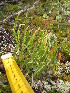  ( - MLTV14)  @11 [ ] Copyright (2011) Malie Lessard-Therrien Unspecified