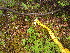  ( - MLTV18)  @11 [ ] Copyright (2011) Malie Lessard-Therrien Unspecified