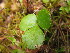  ( - MLTV18)  @11 [ ] Copyright (2011) Malie Lessard-Therrien Unspecified