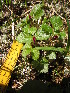  ( - MLTV25)  @11 [ ] Copyright (2011) Malie Lessard-Therrien Unspecified