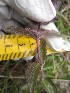  ( - MLTV55)  @11 [ ] Copyright (2011) Malie Lessard-Therrien Unspecified