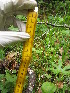  ( - MLTV67)  @11 [ ] Copyright (2011) Malie Lessard-Therrien Unspecified