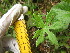  (Petasites frigidus var. palmatus - MLTV68)  @11 [ ] Copyright (2011) Malie Lessard-Therrien Unspecified