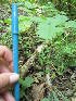  ( - MLTV74)  @11 [ ] Copyright (2011) Malie Lessard-Therrien Unspecified