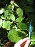  ( - MLTV75)  @11 [ ] Copyright (2011) Malie Lessard-Therrien Unspecified