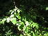  ( - MLTV75)  @11 [ ] Copyright (2011) Malie Lessard-Therrien Unspecified