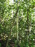  ( - MLTV79)  @11 [ ] Copyright (2011) Malie Lessard-Therrien Unspecified