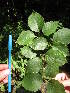  ( - MLTV79)  @11 [ ] Copyright (2011) Malie Lessard-Therrien Unspecified