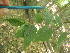  ( - MLTV82)  @11 [ ] Copyright (2011) Malie Lessard-Therrien Unspecified